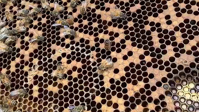 Busy Honey Bees